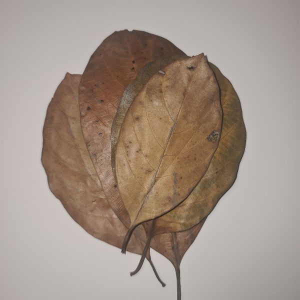 Jack Fruit leaves x 10 - Image 2