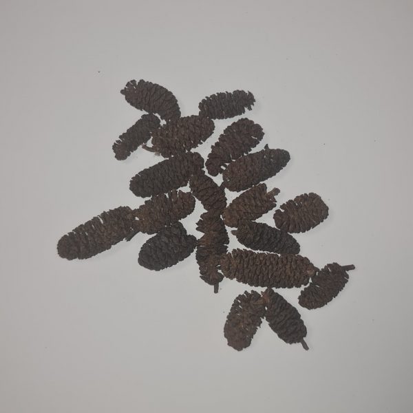 Alder Cones 25g - Image 2