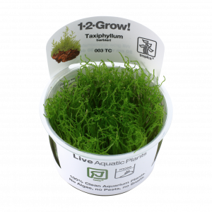 1-2-Grow Taxiphyllum barbieri 'Java Moss'