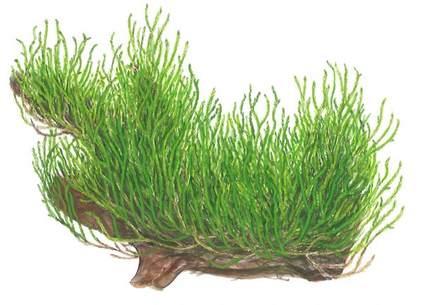 1-2-Grow Taxiphyllum 'Flame' - Image 2