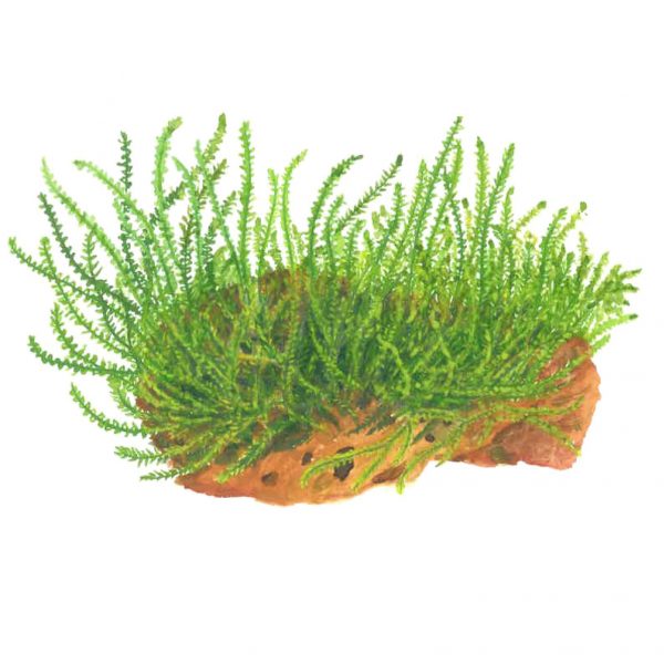 Flame Moss - 25g