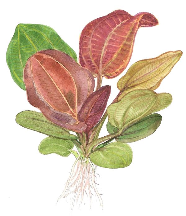 Echinodorus 'Reni' 1-2 Grow - Image 6