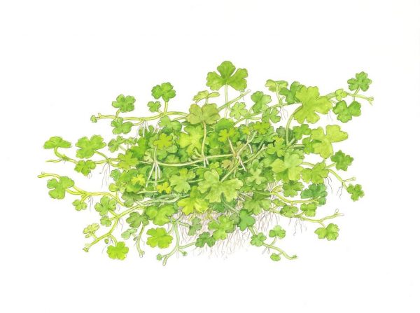 Hydrocotyle tripartita 1-2 Grow - Image 3