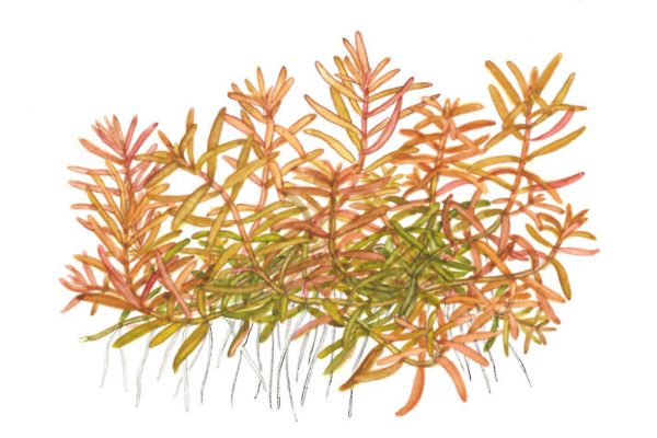 1-2 Grow Rotala rotundifolia 'H'ra' - Image 3