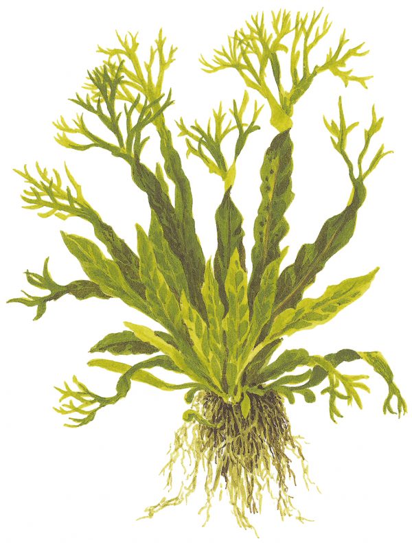 Microsorum pteropus 'Windeløv' On wood with Sucker - Image 4