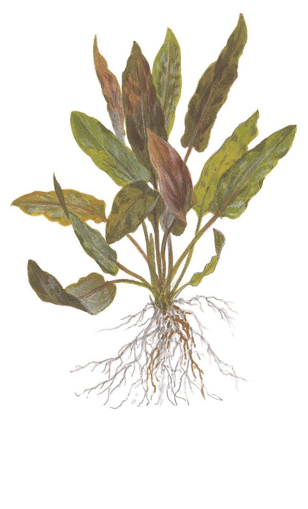 Cryptocoryne undulatus 'Red' 1-2 Grow - Image 5