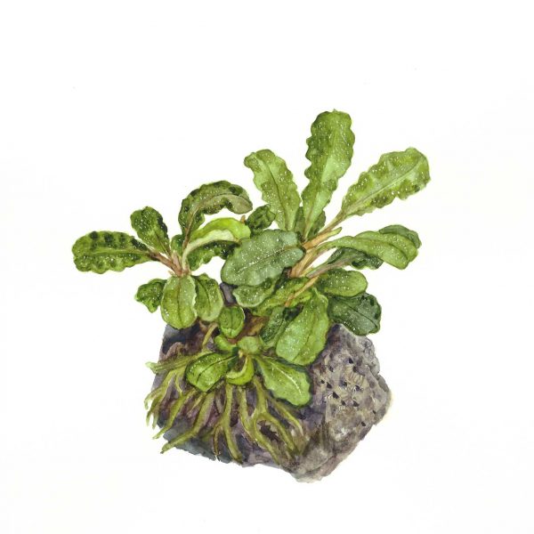 Bucephalandra pygmaea 'Wavy Green' On Lava Rock - Image 2
