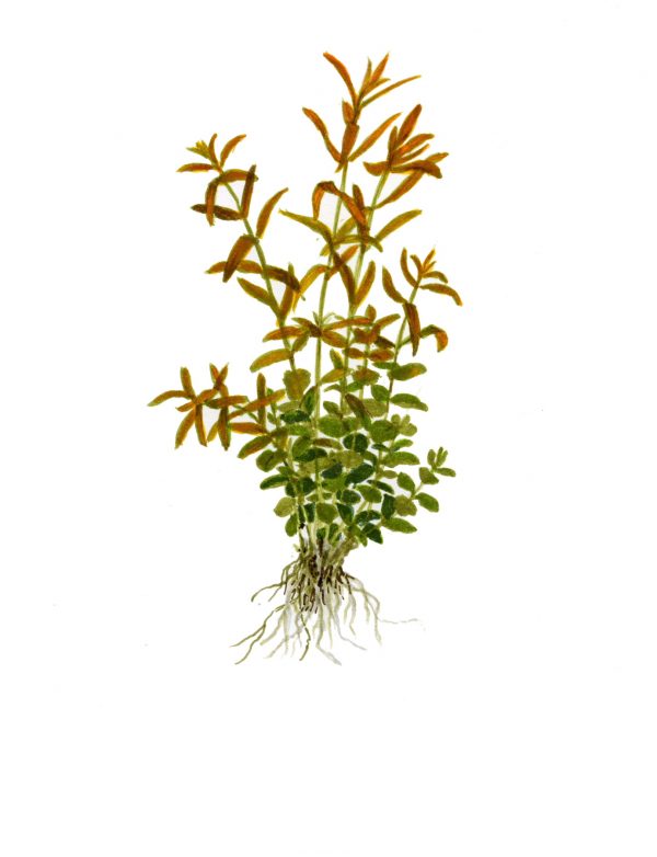 Rotala Rotundifolia (Blister Pack) - Image 2