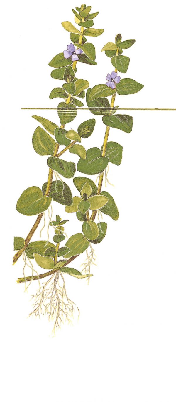 Bacopa Caroliniana Mini Pot - Image 2