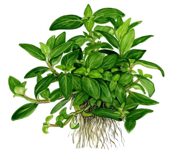 1-2 Grow Staurogyne repens - Image 2