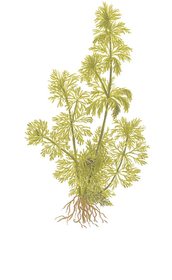 Limnophila sessiliflora Blister Pack - Image 2