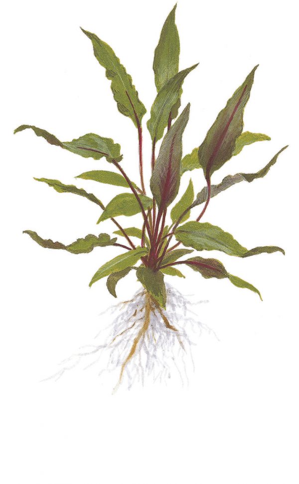 Cryptocoryne beckettii 'Petchii' Blister Pack - Image 3