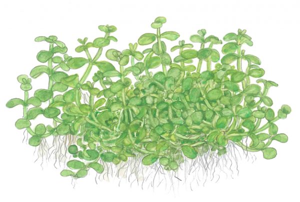1-2 Grow Micranthemum tweediei Monte Carlo - Image 2