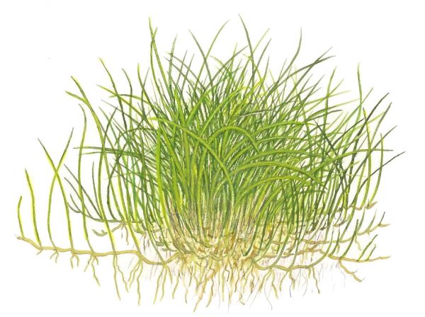 1-2 Grow Eleocharis acicularis 'Mini' - Image 2