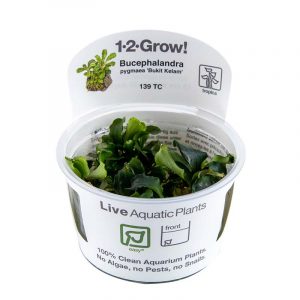 1-2 Grow Bucephalandra pygmaea 'Bukit Kelam'