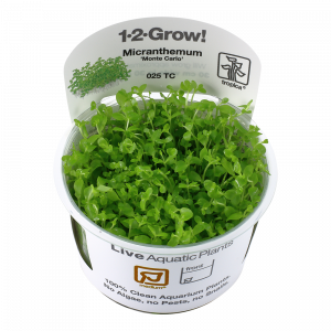 1-2 Grow Micranthemum tweediei Monte Carlo