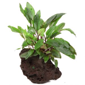 Cryptocoryne beckettii 'Petchii' on Lava Rock