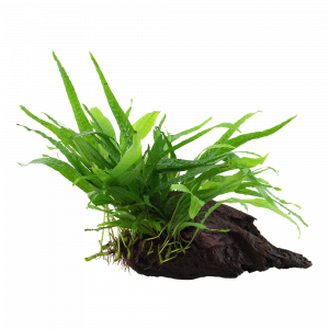 Microsorum pteropus 'Narrow' On Wood