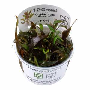 Cryptocoryne undulatus 'Red' 1-2 Grow