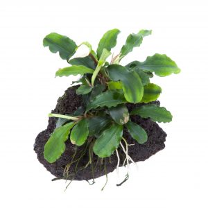 Bucephalandra pygmaea 'Wavy Green' On Lava Rock