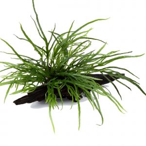 Microsorum pteropus ‘Trident’ on Wood