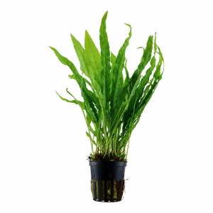 Microsorum pteropus Java Fern