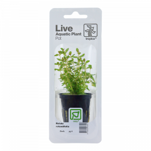 Rotala Rotundifolia (Blister Pack)