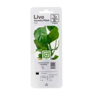 Anubias barteri var. caladiifolia Blister Pack