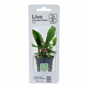 Cryptocoryne beckettii 'Petchii' Blister Pack