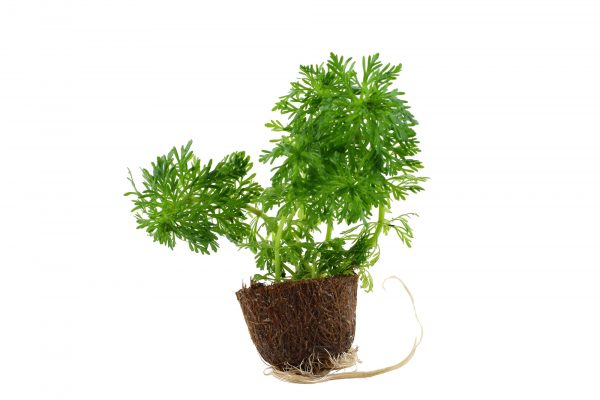 Limnophila sessiliflora Blister Pack - Image 4