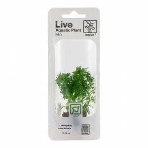 Limnophila sessiliflora Blister Pack
