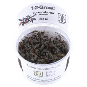1-2 Grow Bucephalandra 'Kedagang'