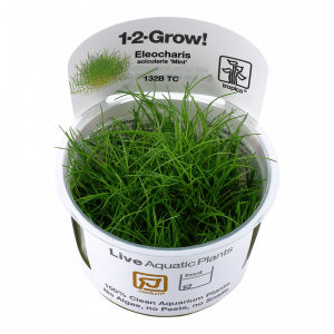 1-2 Grow Eleocharis acicularis 'Mini'