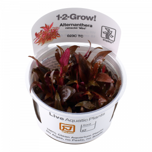 1-2 Grow Alternanthera reineckii 'Mini'