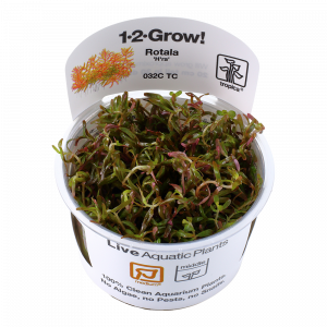 1-2 Grow Rotala rotundifolia 'H'ra'