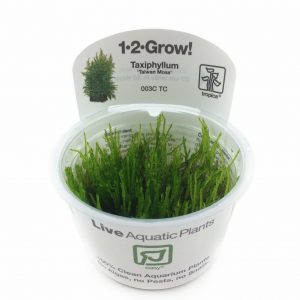 1-2- Grow - Taxiphyllum alternans 'Taiwan Moss'