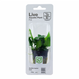 Anubias barteri var. nana (blister pack)