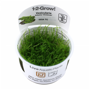 1-2-Grow Vesicularia montagnei 'Christmas Moss'