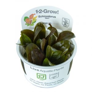 Echinodorus 'Reni' 1-2 Grow