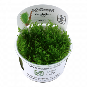 1-2-Grow Taxiphyllum 'Spiky'