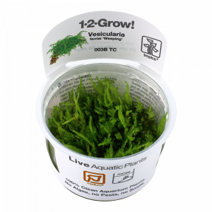 1-2-Grow Weeping Moss - Vesicularia ferriei