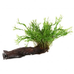 Microsorum pteropus 'Windeløv' On wood with Sucker