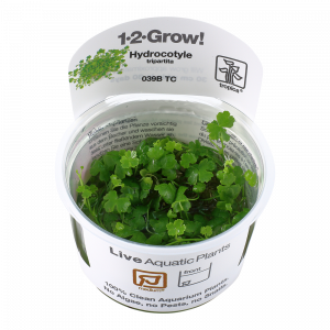 Hydrocotyle tripartita 1-2 Grow