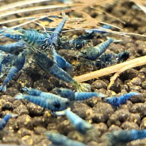 Blue Bolt Juveniles (Deep Blue Genetics)