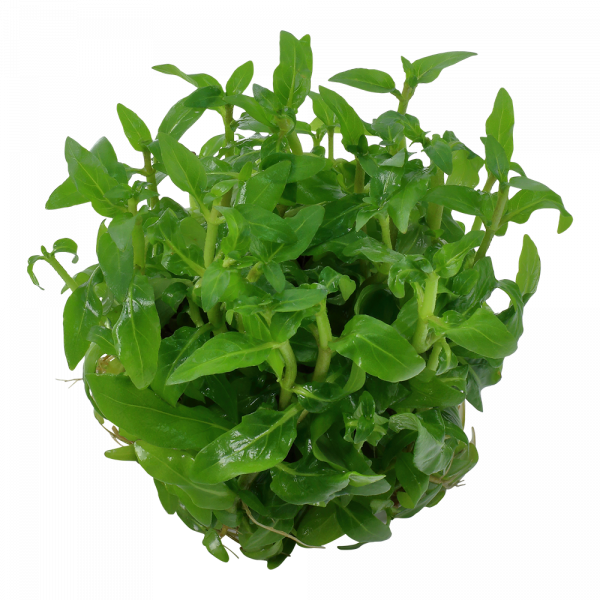 1-2 Grow Staurogyne repens - Image 4
