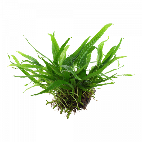 Microsorum pteropus 'Narrow' On Wood - Image 3