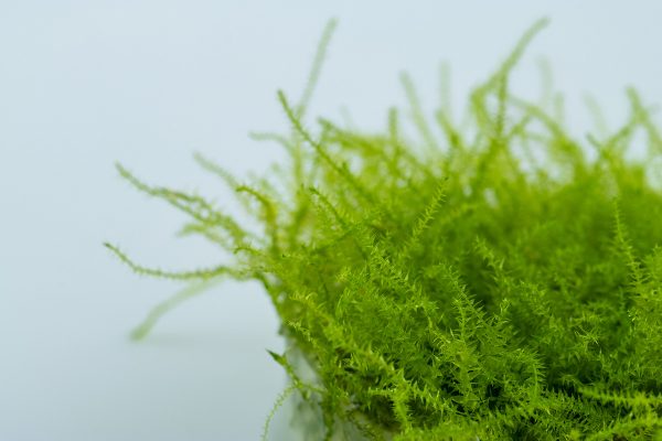 Leptodictyum riparium 1-2 Grow - Image 2