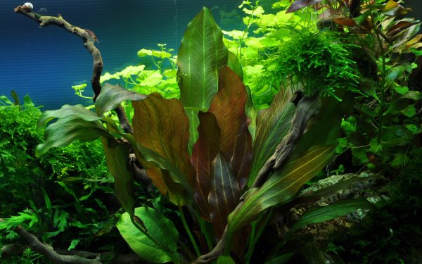 Echinodorus 'Reni' 1-2 Grow - Image 4