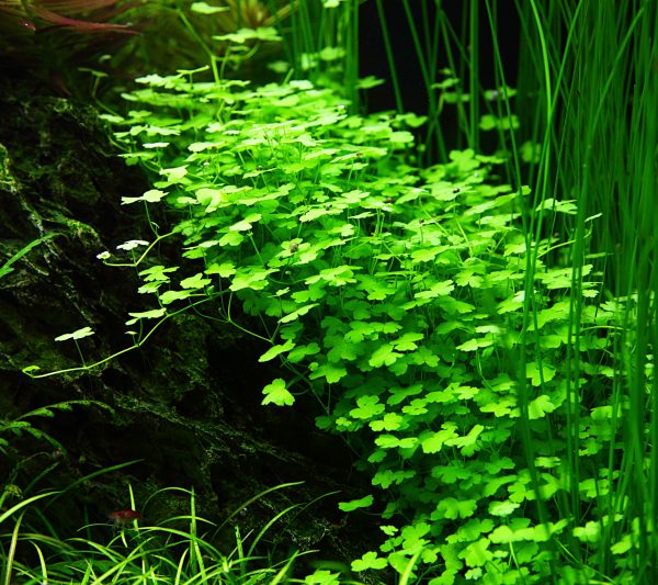 Hydrocotyle tripartita 1-2 Grow - Image 4