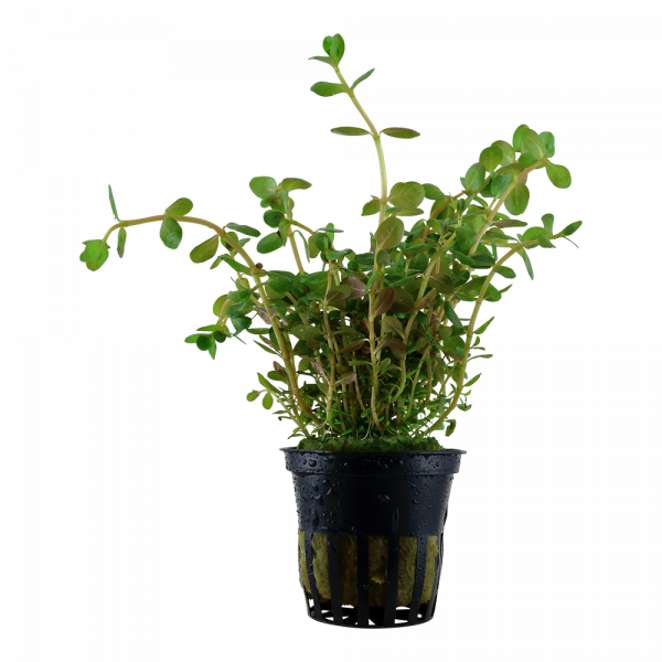 Rotala Rotundifolia (Blister Pack) - Image 3